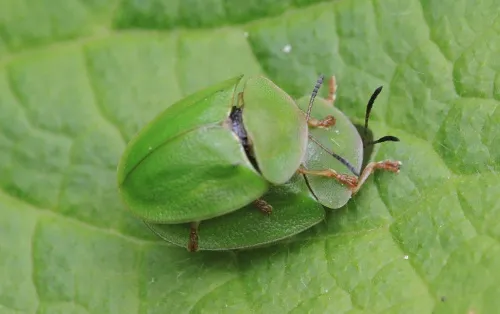 Cassida viridis - photo 4