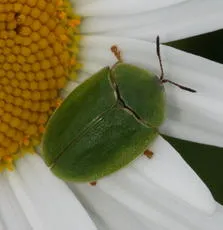 Cassida viridis - photo 5