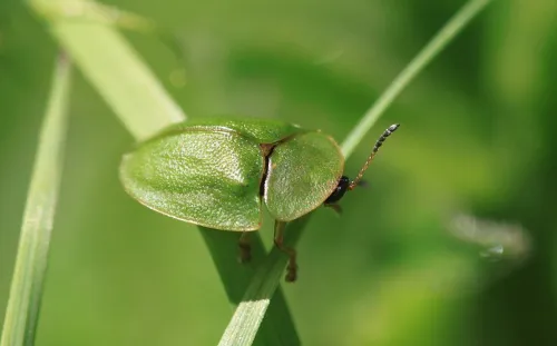 Cassida viridis - photo 6