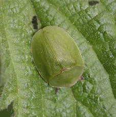 Cassida viridis - photo 7