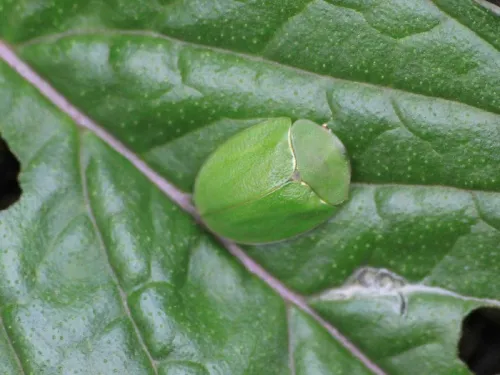 Cassida viridis - photo 8