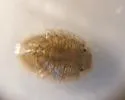 Cassidinidea ovalis