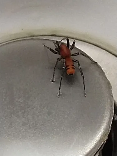 Prairie Ant-mimic Sac Spider