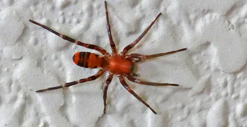 Prairie Ant-mimic Sac Spider - photo 2
