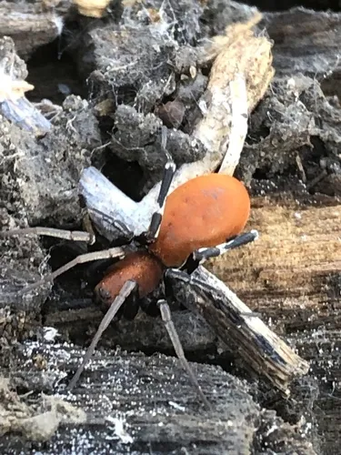 Prairie Ant-mimic Sac Spider - photo 4