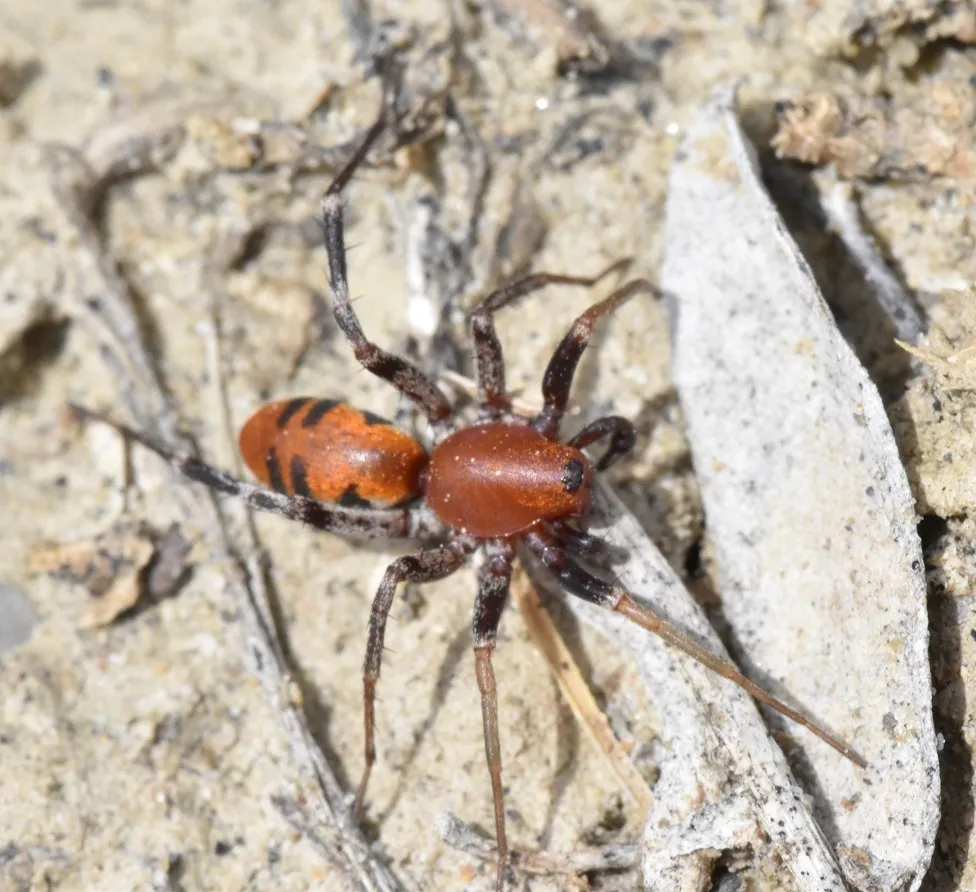 Prairie Ant-mimic Sac Spider - photo 5