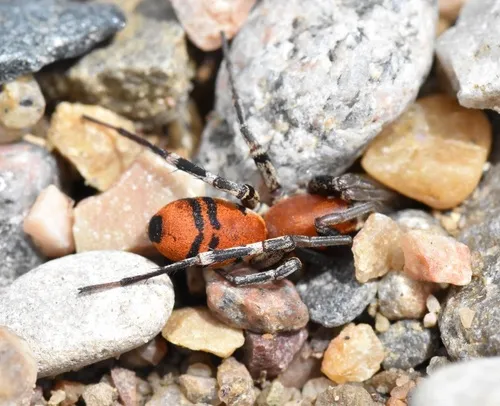 Prairie Ant-mimic Sac Spider - photo 6