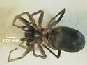 Two-banded Ant-mimic