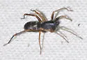 Two-banded Ant-mimic - photo 2