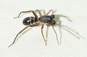 Two-banded Ant-mimic - photo 3