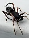 Two-banded Ant-mimic - photo 4