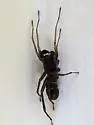Two-banded Ant-mimic - photo 5