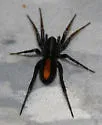 Castianeira crocata