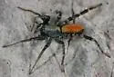 Castianeira dorsata