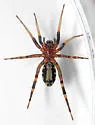 Castianeira dorsata - photo 3