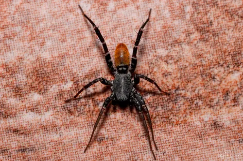 Castianeira floridana - photo 2