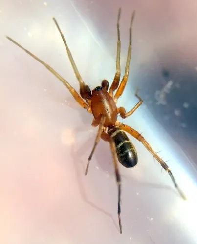 Castianeira gertschi