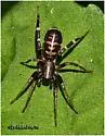 Castianeira longipalpus - photo 2