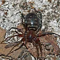 Castianeira longipalpus - photo 4