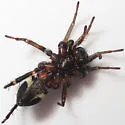 Castianeira longipalpus - photo 5