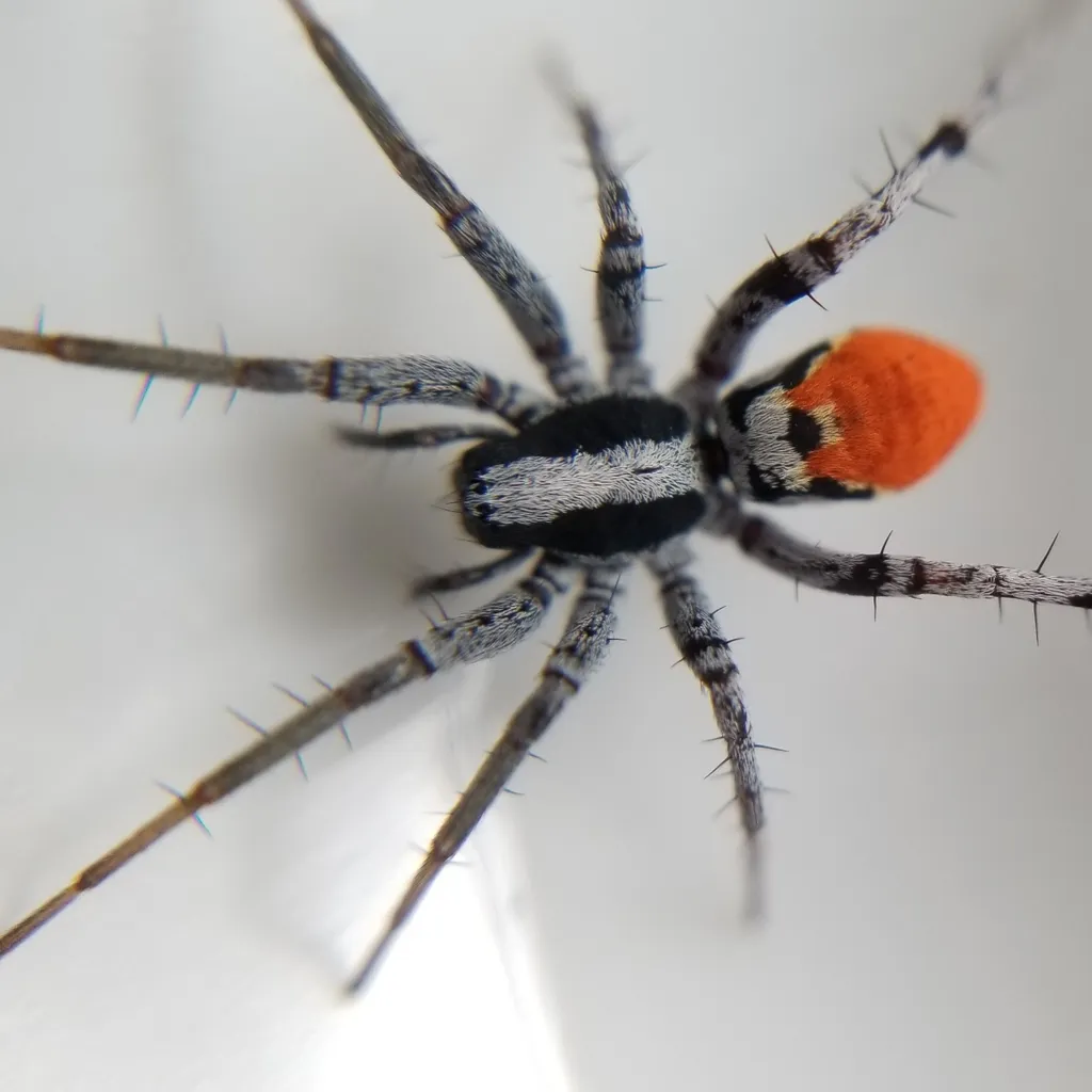 Castianeira occidens - photo 2