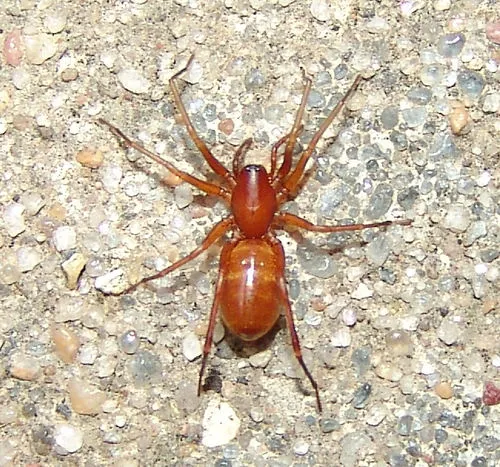 Castianeira trilineata