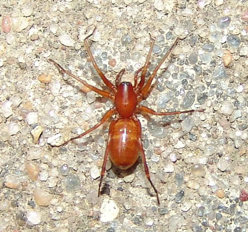 Castianeira trilineata - photo 2