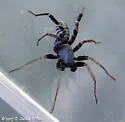 Castianeira variata