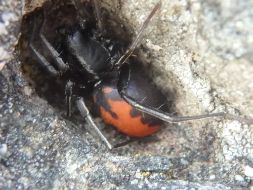 Castianeira walsinghami - photo 3