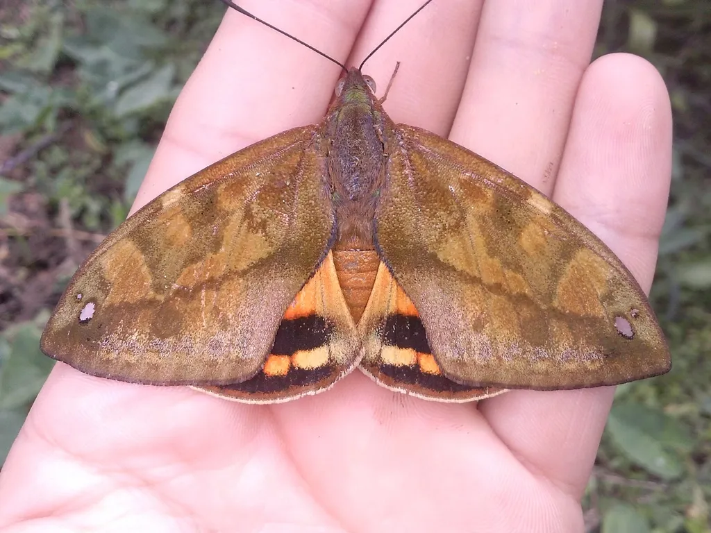 Castniidae - photo 2