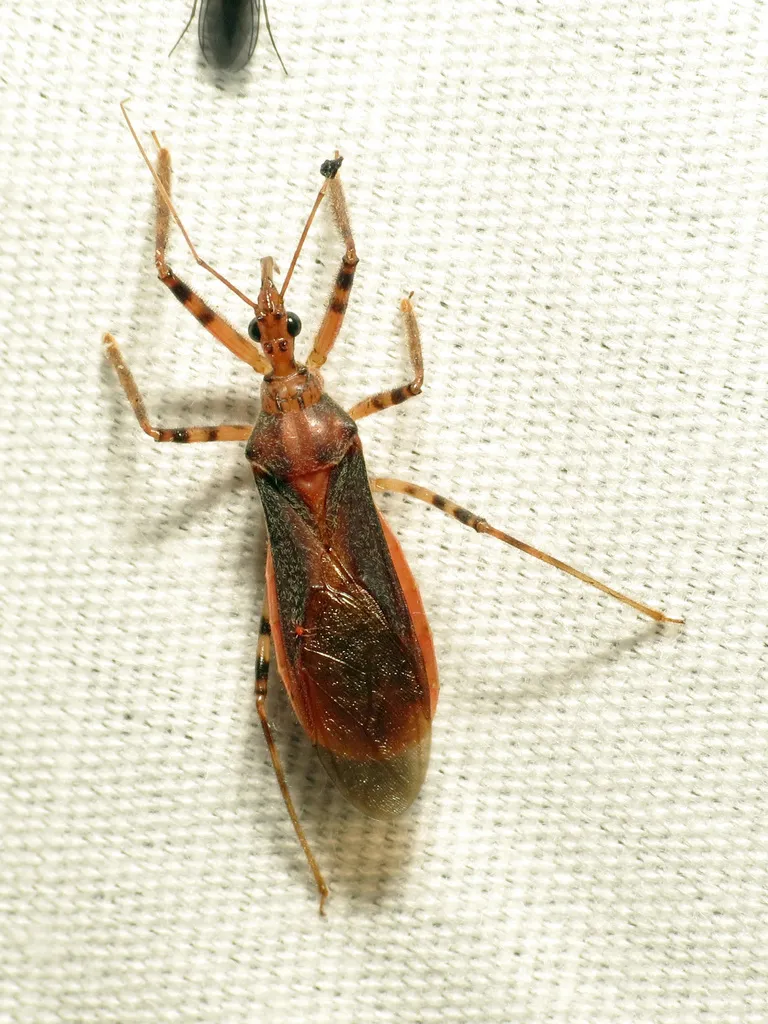 Castolus ferox - photo 2