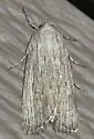 Fine-lined Sallow - Hodges#10033 - photo 2