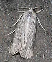 Fine-lined Sallow - Hodges#10033 - photo 4