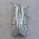 Catabena sagittata - Hodges#10034