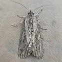 Catabena sagittata - Hodges#10034 - photo 3