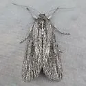 Catabena sagittata - Hodges#10034 - photo 4