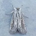 Catabena sagittata - Hodges#10034 - photo 5