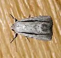 Catabenoides terminellus - Hodges#10037