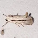 Catabenoides terminellus - Hodges#10037 - photo 4