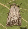 Catabenoides terminellus - Hodges#10037 - photo 5