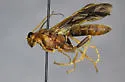 Catadelphops nasutus