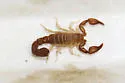 Catalinia castanea