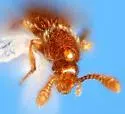 Catalinus angustus - photo 2
