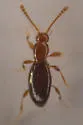 Catalinus angustus - photo 3