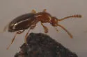 Catalinus angustus - photo 4