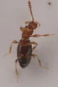 Catalinus angustus - photo 5
