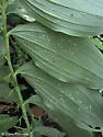 Catamergus kickapoo - photo 3