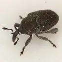 Catapastinus caseyi - Catapastinus caseyi