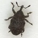 Catapastinus caseyi - photo 2