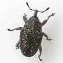 Catapastinus caseyi - photo 3